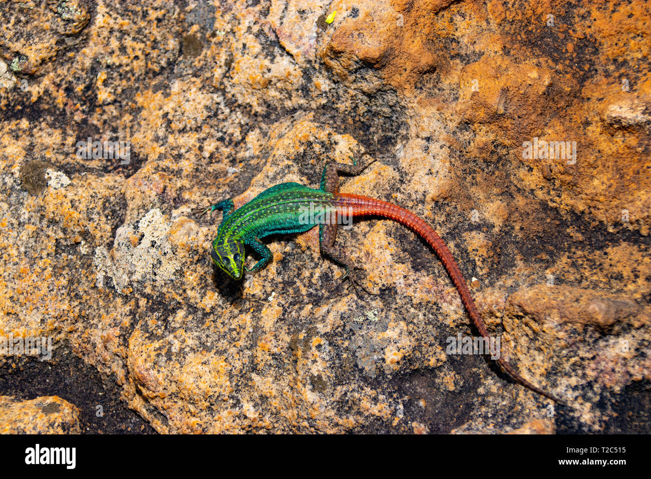 A colorful male Broadleys flat lizard (Platysaurus broadleyi) basking, South Africa Stock Photo