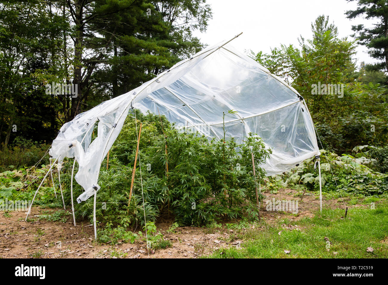 Outdoor legal marijuana grow. Plants underneath a home made plastic