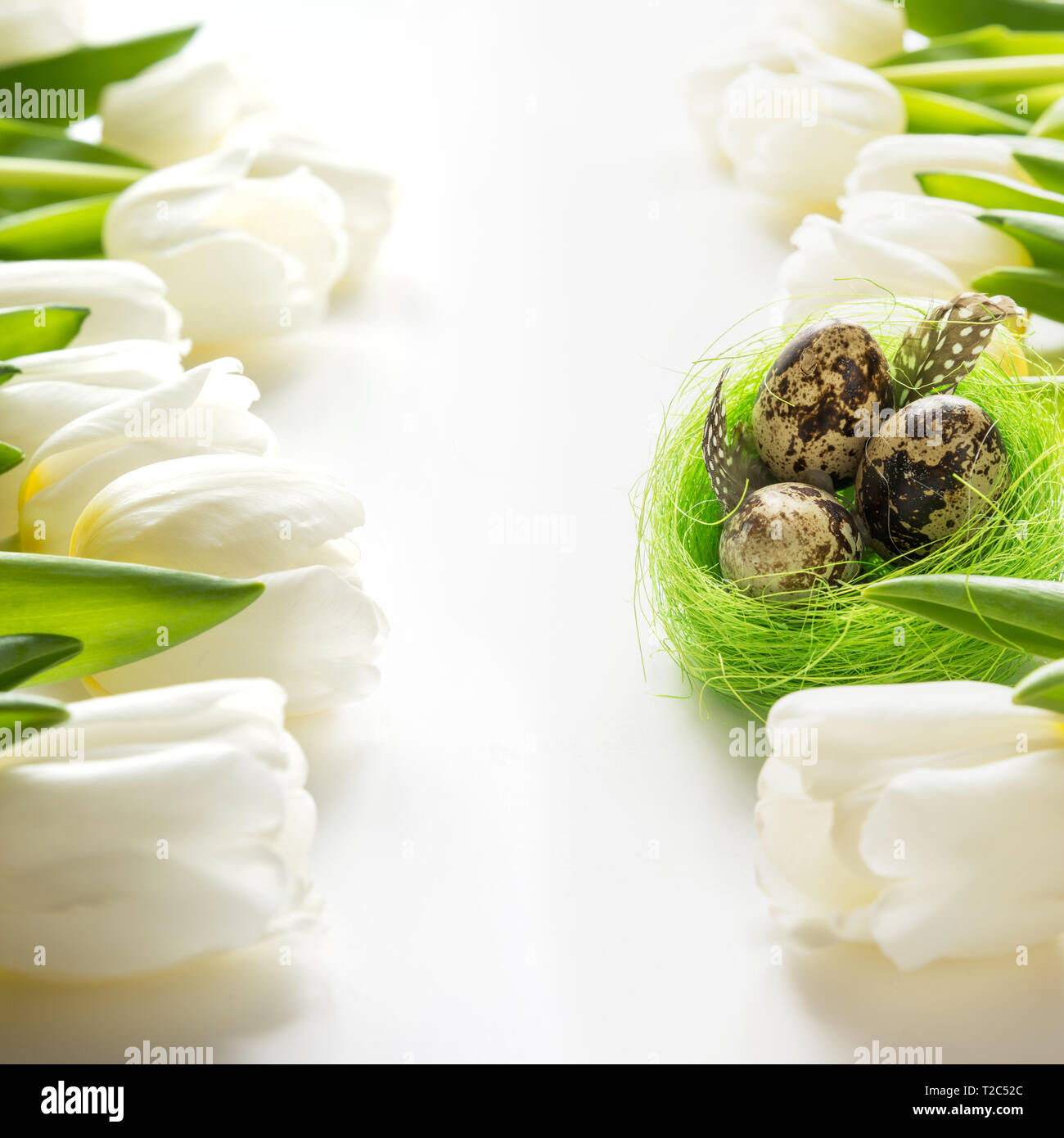 Easter pattern. White tulips, quail eggs in nest on white. Space for text. Stock Photo