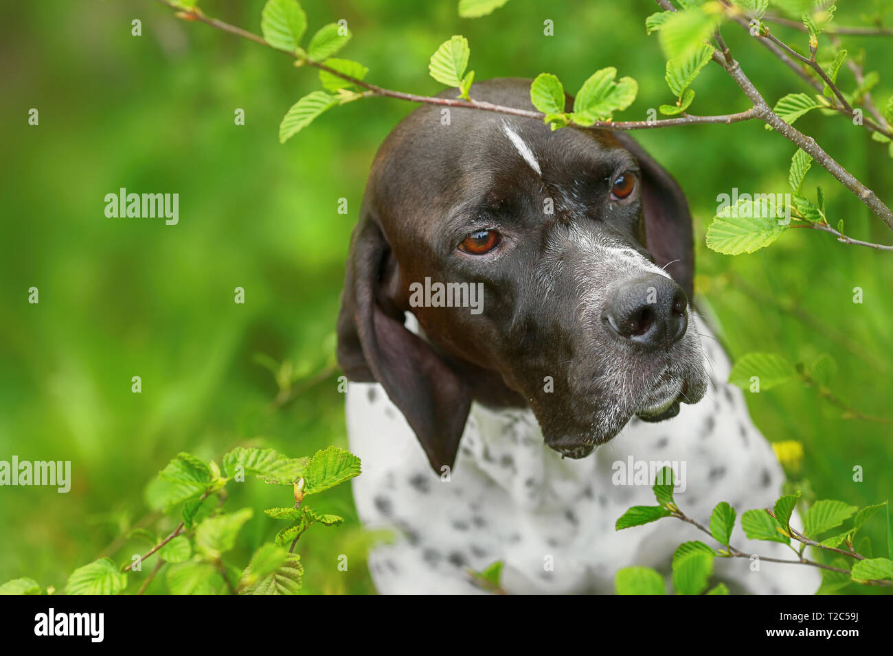 Dog english pointer sitter under the alder tree in the forest Stock