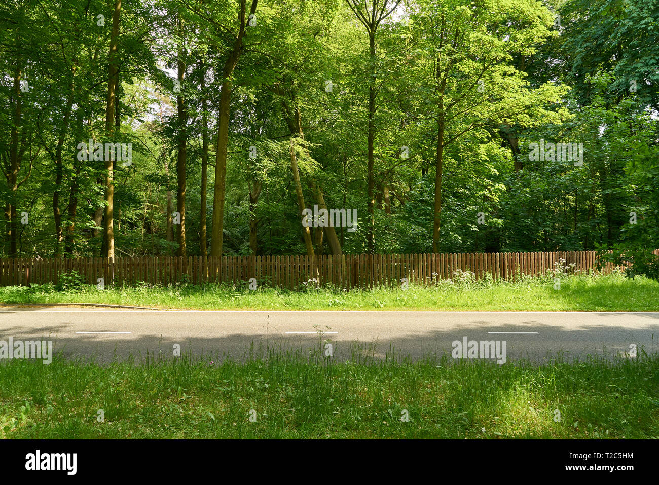 Download Empty Road Through Green Nature In Summer As A Background Stock Photo Alamy 3D SVG Files Ideas | SVG, Paper Crafts, SVG File