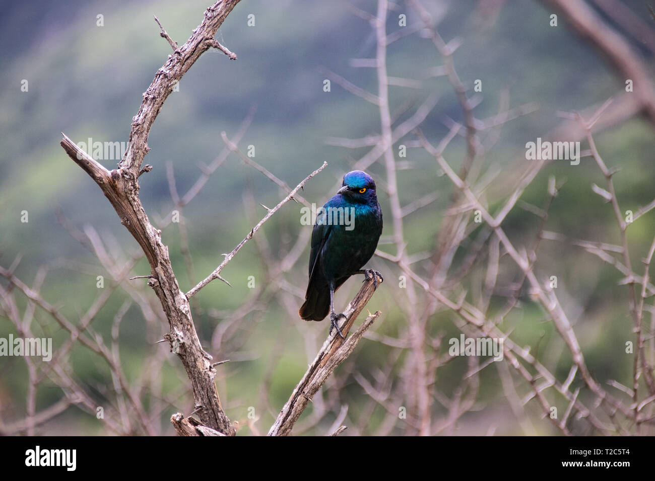Cape glossy starling (Lamprotornis nitens) blue bird with yellow eye perched in bush with bright green background Stock Photo