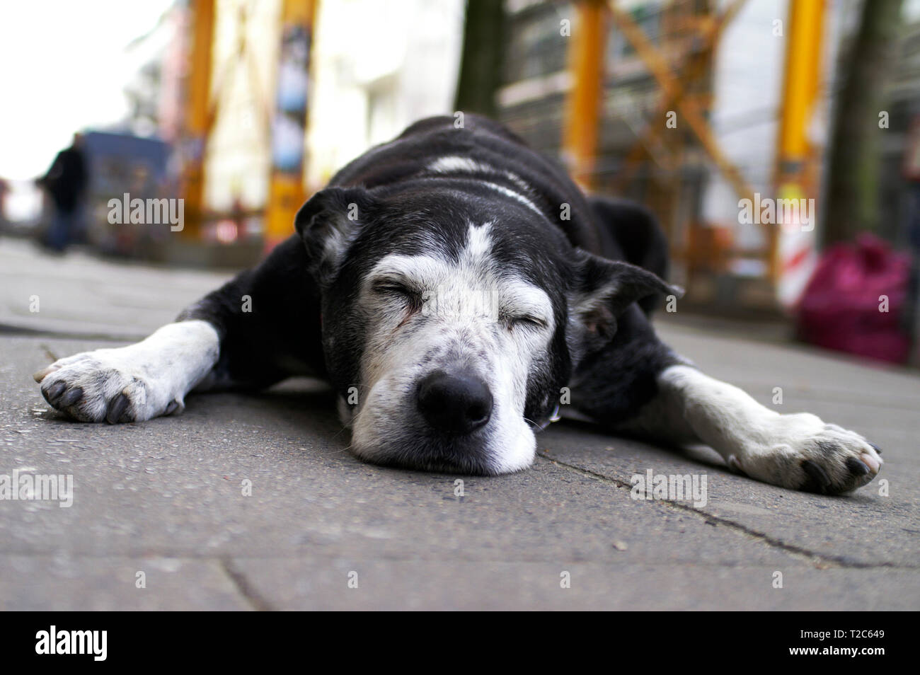 Germany dog shop hires stock photography and images Alamy