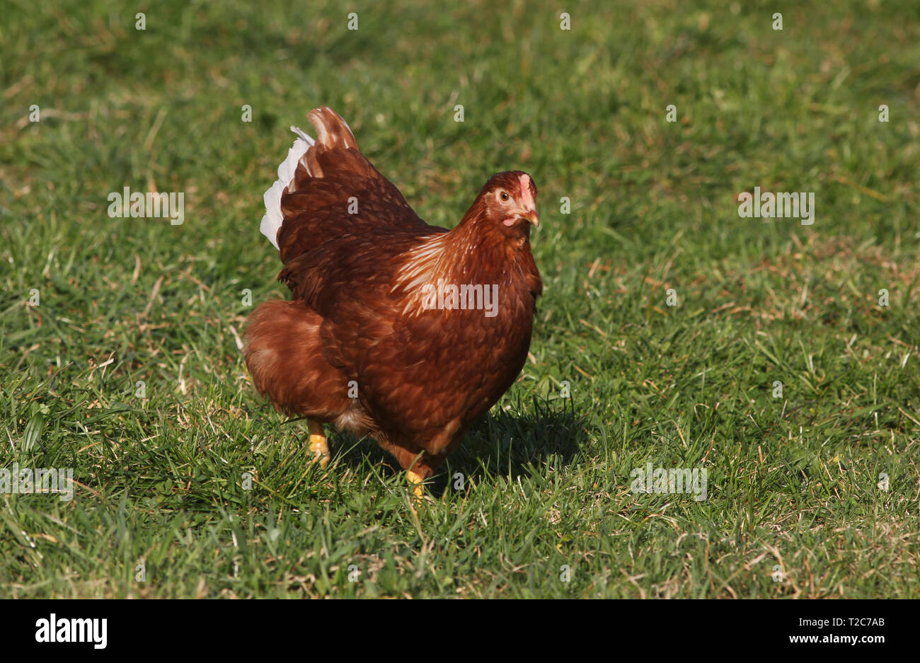 Chicken living in free-range farming, eyes directed to camera. Stock Photo
