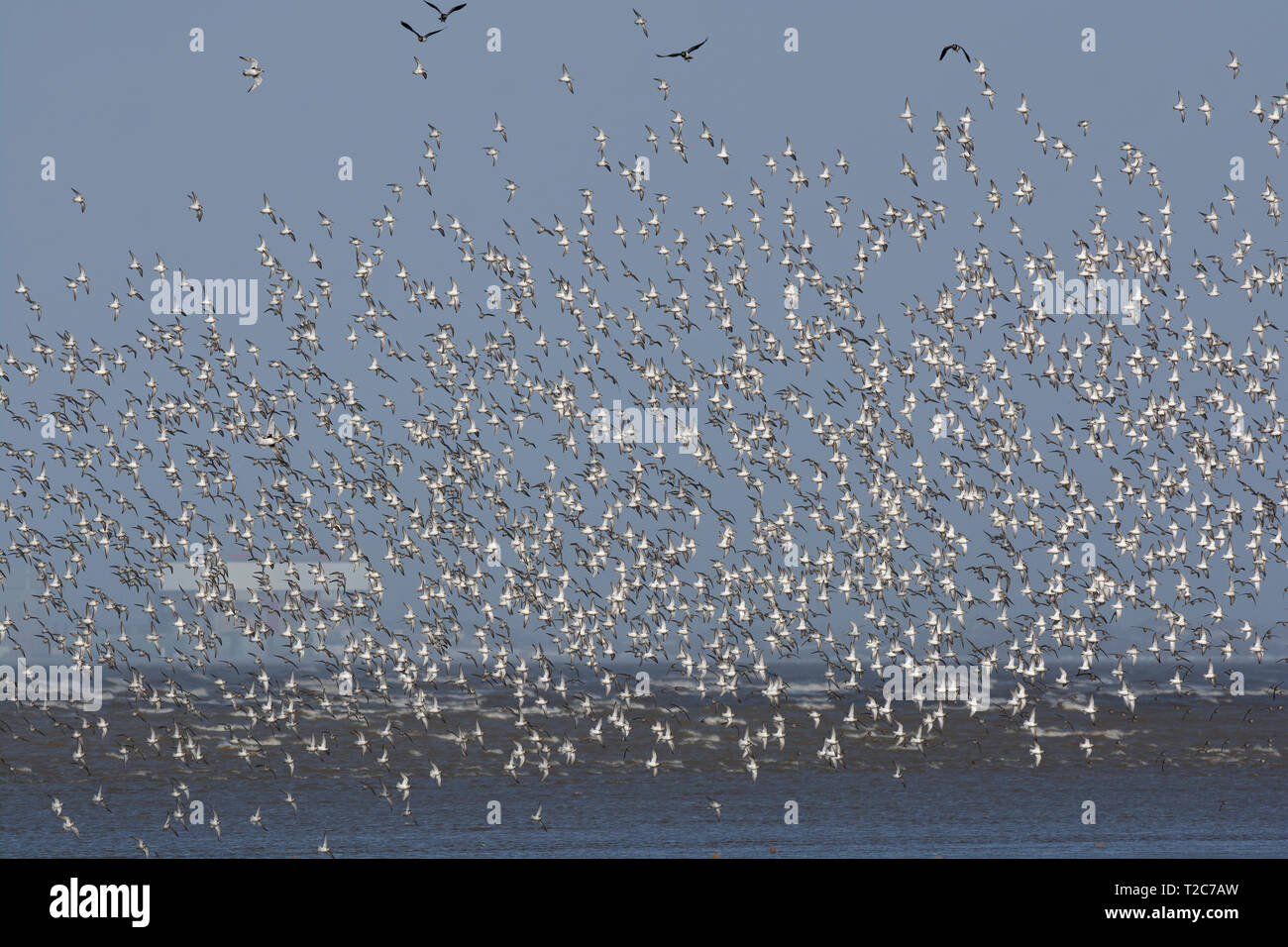 Small flock of sanderling hi-res stock photography and images - Alamy