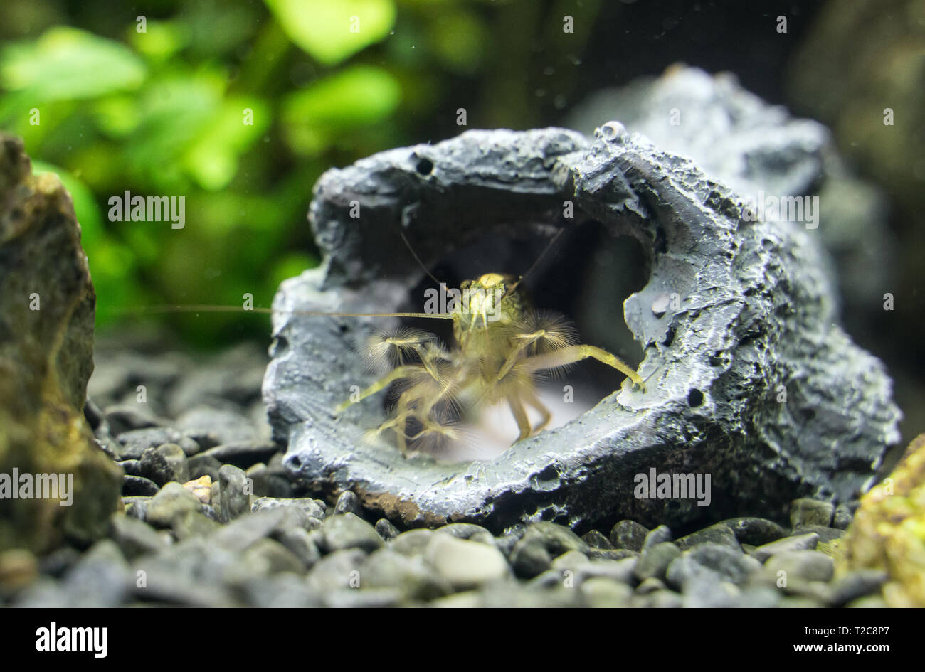 Close-up view of Freshwater Bamboo Shrimp. Atyopsis moluccensis. Stock Photo