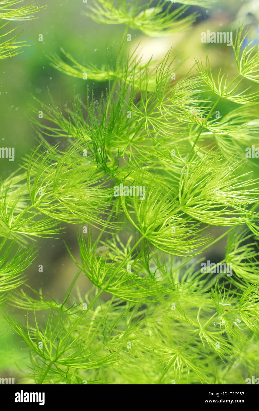 Closeup view of Freshwater Plant. Ceratophyllum demersum Stock Photo