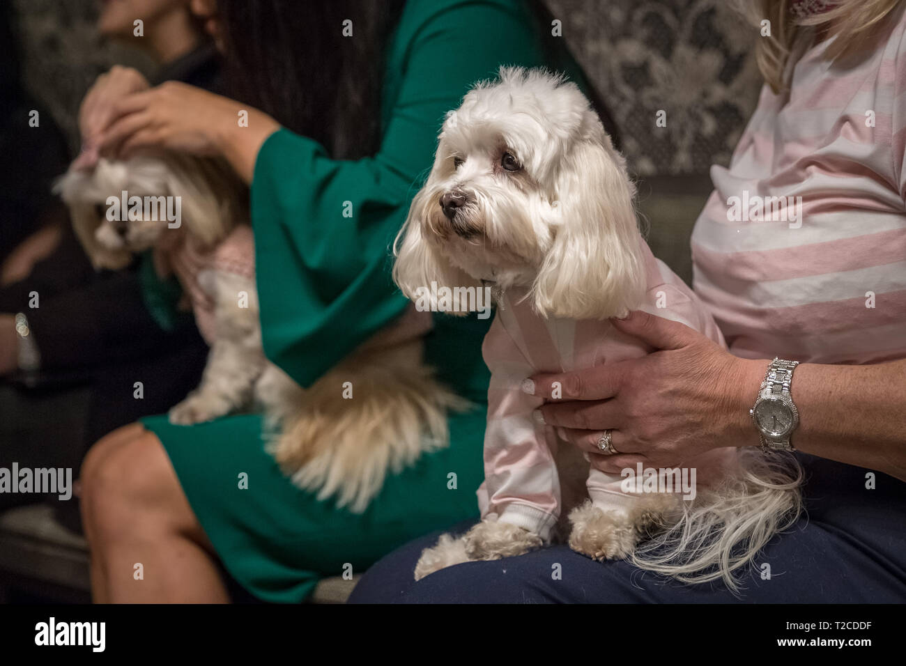 London, UK. 30th March, 2019. London Fashion Dog Walk Brunch at M Restaurant in Victoria. Credit: Guy Corbishley/Alamy Live News Stock Photo
