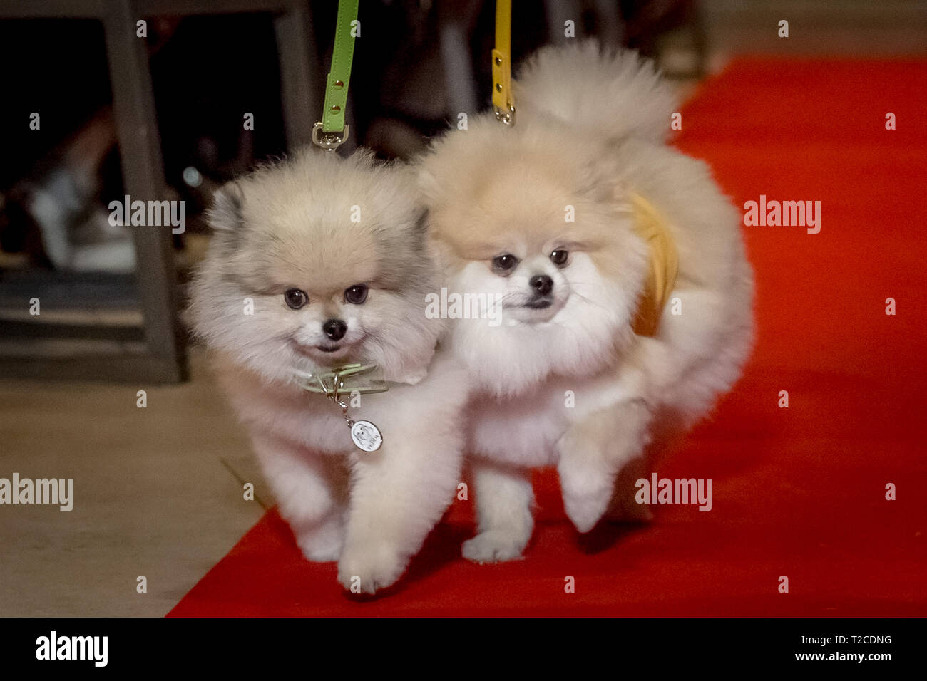 London, UK. 30th March, 2019. London Fashion Dog Walk Brunch at M Restaurant in Victoria. Credit: Guy Corbishley/Alamy Live News Stock Photo