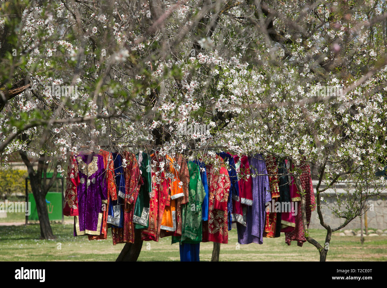 Srinagar, Indian-controlled Kashmir. 1st Apr, 2019. Kashmiri traditional clothes are seen hanging near blossoming trees in Srinagar, the summer capital of Indian-controlled Kashmir, April 1, 2019. Indian-controlled Kashmir witnesses the arrival of spring after the long spell of winter season. Credit: Javed Dar/Xinhua/Alamy Live News Stock Photo