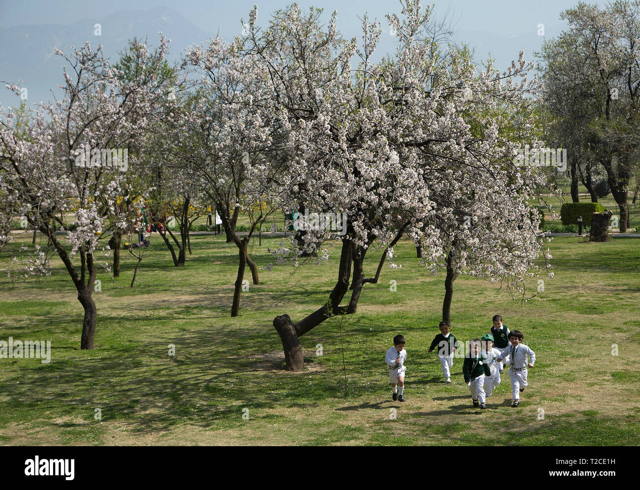 Srinagar, Indian-controlled Kashmir. 1st Apr, 2019. School children play near blossoming trees in Srinagar, the summer capital of Indian-controlled Kashmir, April 1, 2019. Indian-controlled Kashmir witnesses the arrival of spring after the long spell of winter season. Credit: Javed Dar/Xinhua/Alamy Live News Stock Photo