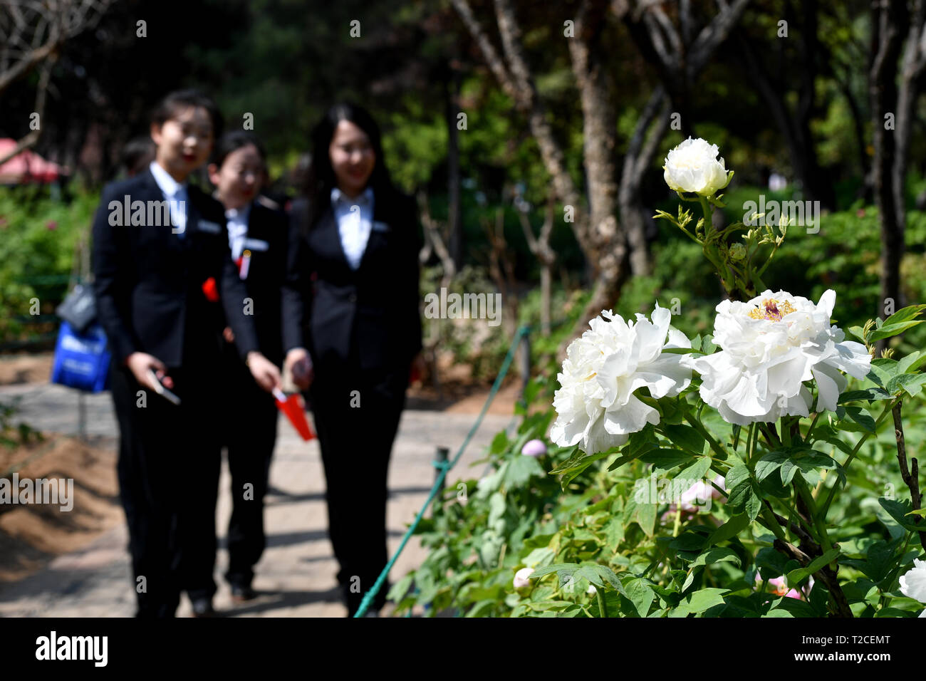 Luoyang, China's Henan Province. 1st Apr, 2019. Tourists view peony flowers during the 37th China Luoyang Peony Cultural Festival in Luoyang, central China's Henan Province, April 1, 2019. The 37th China Luoyang Peony Cultural Festival was launched Monday at the China National Flower Garden in Luoyang. During the festival, peony species under artificial flowering time regulation have reached their full blooming, while other species left to flower naturally have also begun to bloom. Credit: Li Jianan/Xinhua/Alamy Live News Stock Photo