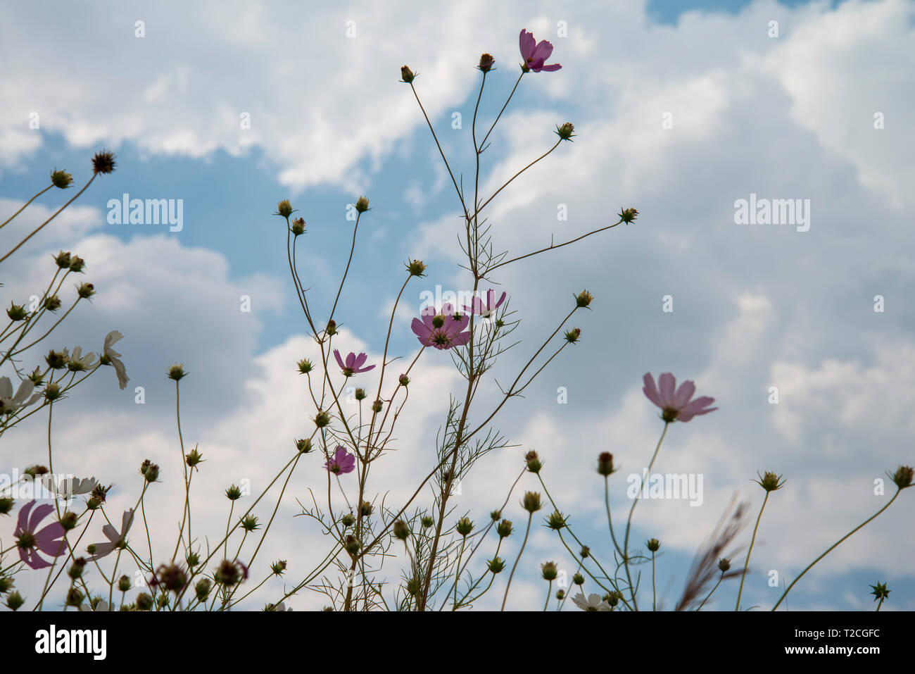 Johannesburg South Africa 1st Apr 2019 Rain Clouds Roll In Over A Field Of Cosmos Flowers In Delta Park Cosmos Bloom Here In March As Autumn Starts As Well As In November