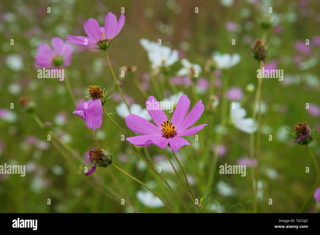Johannesburg, South Africa. 1st Apr, 2019. Rain clouds roll in over a field of Cosmos flowers in Delta Park. Cosmos bloom here in March, as autumn starts, as well as in November. Credit: Eva-Lotta Jansson/Alamy Live News Stock Photo