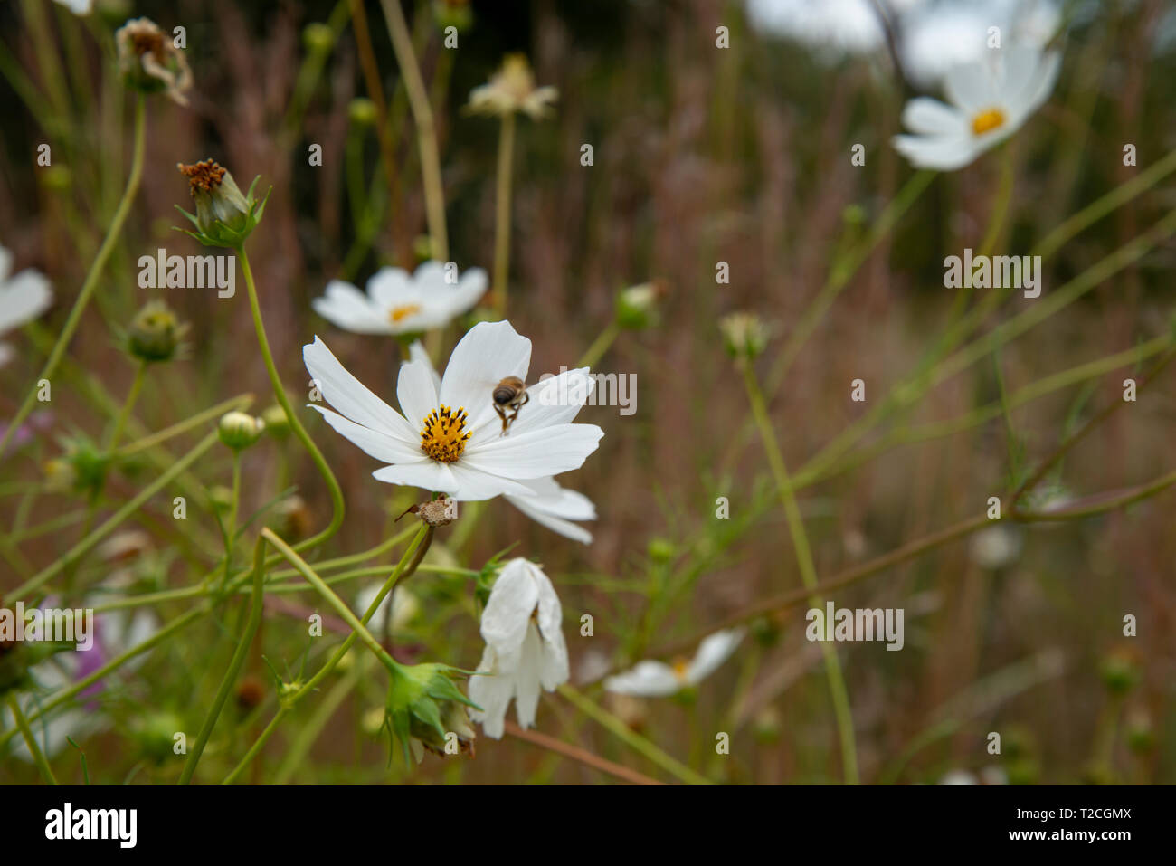 Johannesburg, South Africa, 1st April, 2019. A bee comes in for landing on a Cosmos flower as rain clouds roll in over a Cosmos field in Delta Park. Cosmos bloom here in March, as autumn starts, as well as in November. Credit: Eva-Lotta Jansson/Alamy News Stock Photo