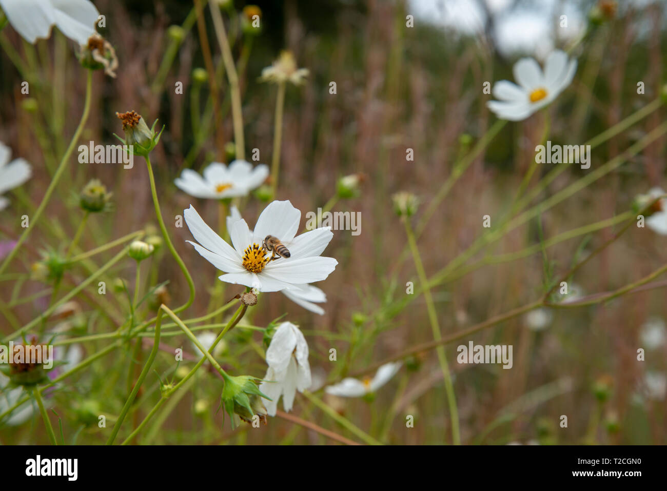 Johannesburg, South Africa, 1st April, 2019. A bee feasts on a Cosmos flower as rain clouds roll in over a Cosmos field in Delta Park. Cosmos bloom here in March, as autumn starts, as well as in November. Credit: Eva-Lotta Jansson/Alamy News Stock Photo