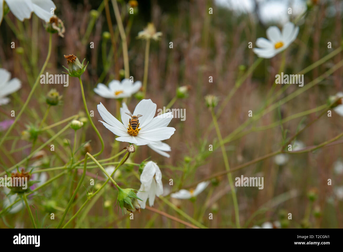 Johannesburg, South Africa, 1st April, 2019. A bee feasts on a Cosmos flower as rain clouds roll in over a Cosmos field in Delta Park. Cosmos bloom here in March, as autumn starts, as well as in November. Credit: Eva-Lotta Jansson/Alamy News Stock Photo