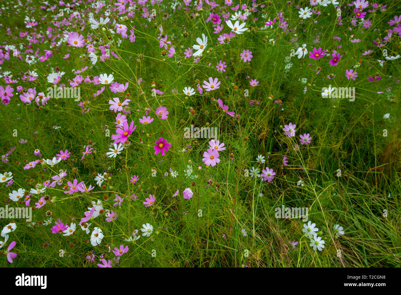 Johannesburg, South Africa, 1st April, 2019. Rain clouds roll in over a field of Cosmos flowers in Delta Park. Cosmos bloom here in March, as autumn starts, as well as in November. Credit: Eva-Lotta Jansson/Alamy News Stock Photo