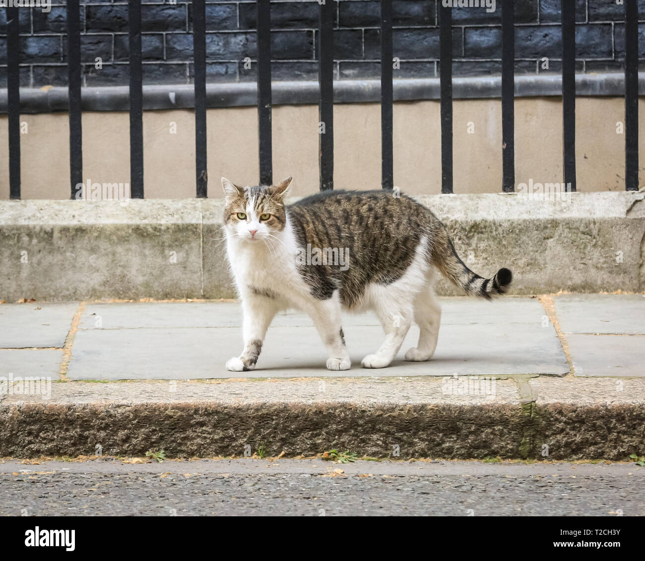 Westminster, London, UK, 1st April 2019. Larry, the resident No 10 cat, does his inspection round in Downing Street before being let back inside for further work in his position as Chief Mouser. Earlier today, several April Fool's jokes had been circulated by media, including that Larry had gone on strike, and that a cat flap had been installed in the door at No 10. Credit: Imageplotter/Alamy Live News Stock Photo