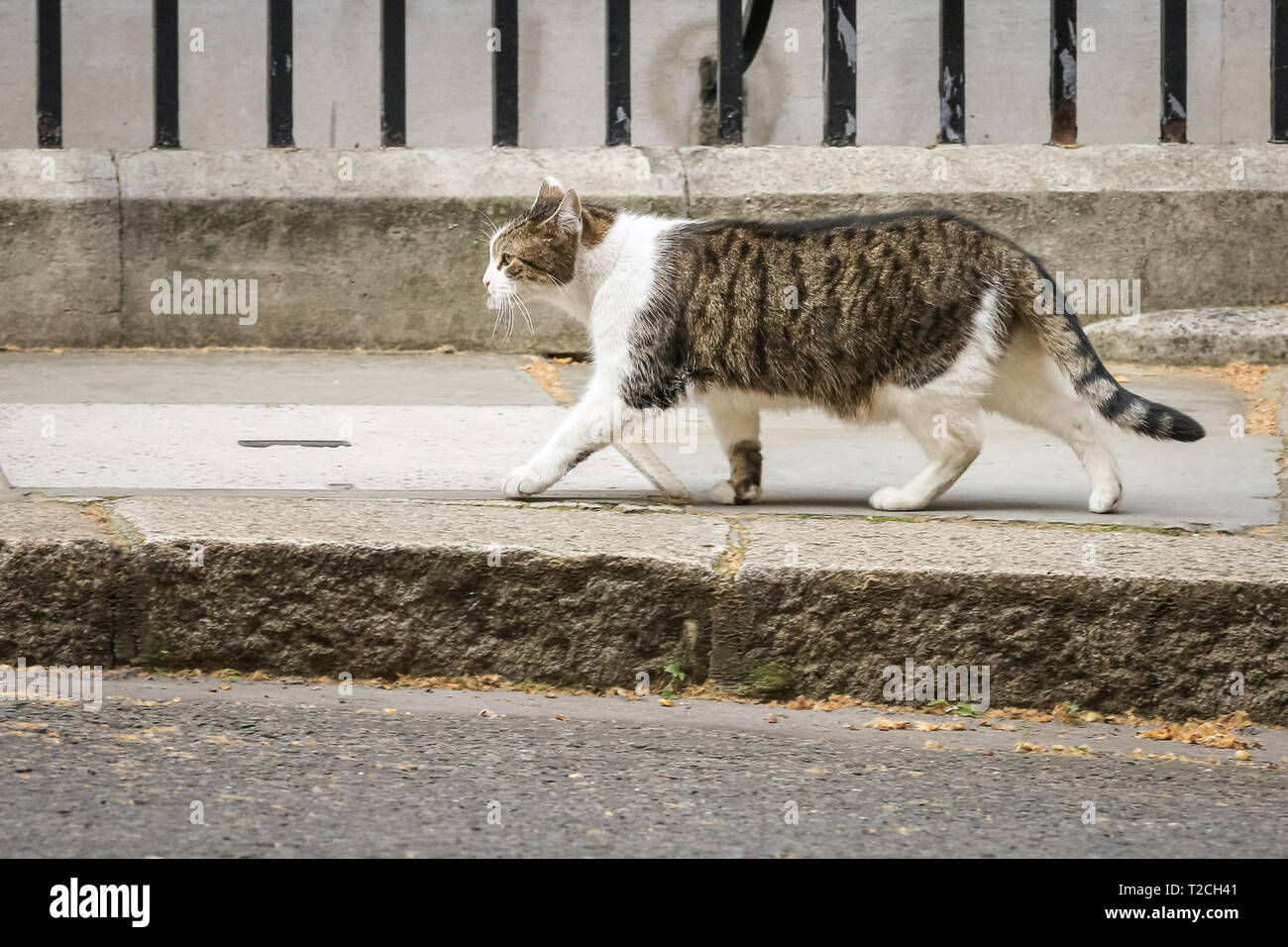 Westminster, London, UK, 1st April 2019. Larry, the resident No 10 cat, does his inspection round in Downing Street before being let back inside for further work in his position as Chief Mouser. Earlier today, several April Fool's jokes had been circulated by media, including that Larry had gone on strike, and that a cat flap had been installed in the door at No 10. Credit: Imageplotter/Alamy Live News Stock Photo