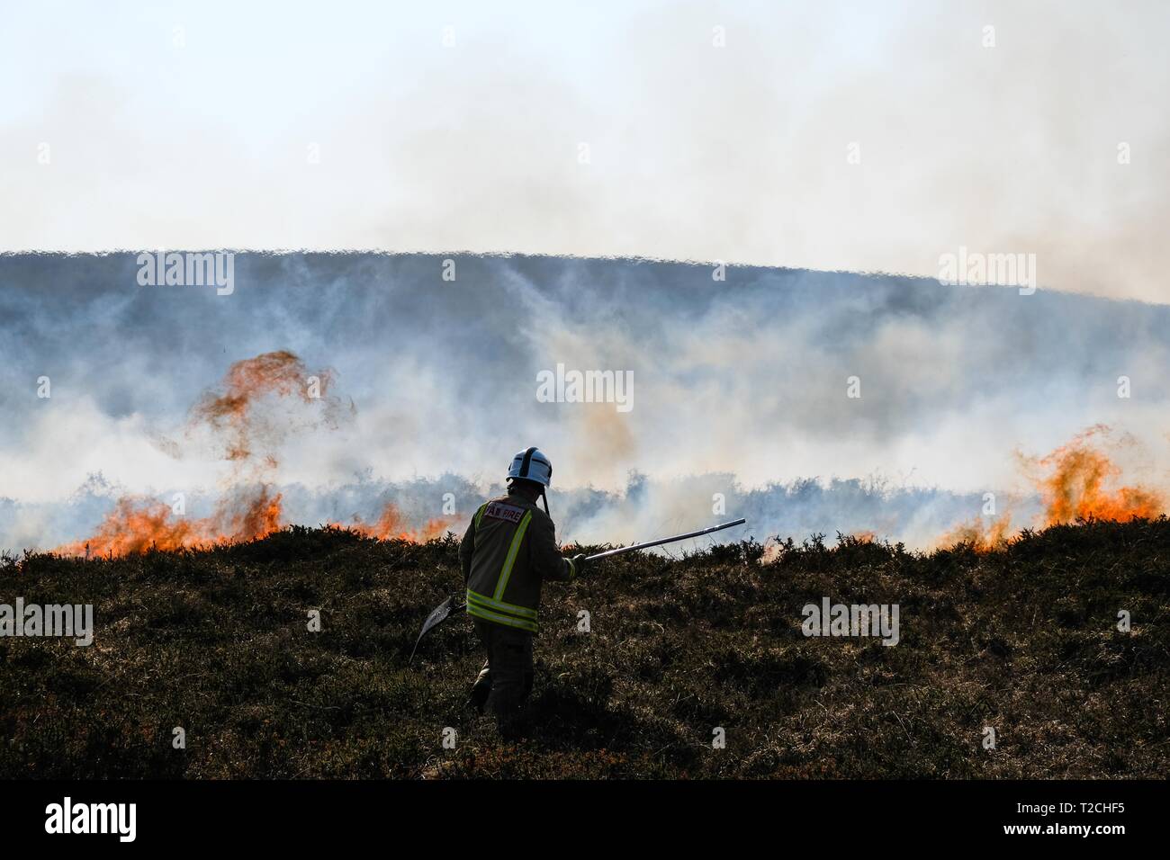 Swansea, Wales, UK. 1st April, 2019.  Heat of the day: despite the March 31st deadline grass fires continue to rage on Gower peninsula common land, here on moorland at ‘Cefn Bryn’. While farmers need to clear gors and other cover plants to allow new shoots for good grazing, wildlife groups such as the RSPB highlight the plight of ground nesting birds and small mammals.  Part time fire fighters Adam Cowley of Reynoldston Fire Station, Gower, near Swansea, explained the need to control the wind swept flames. Credit: Gareth LLewelyn/Alamy Live News Stock Photo