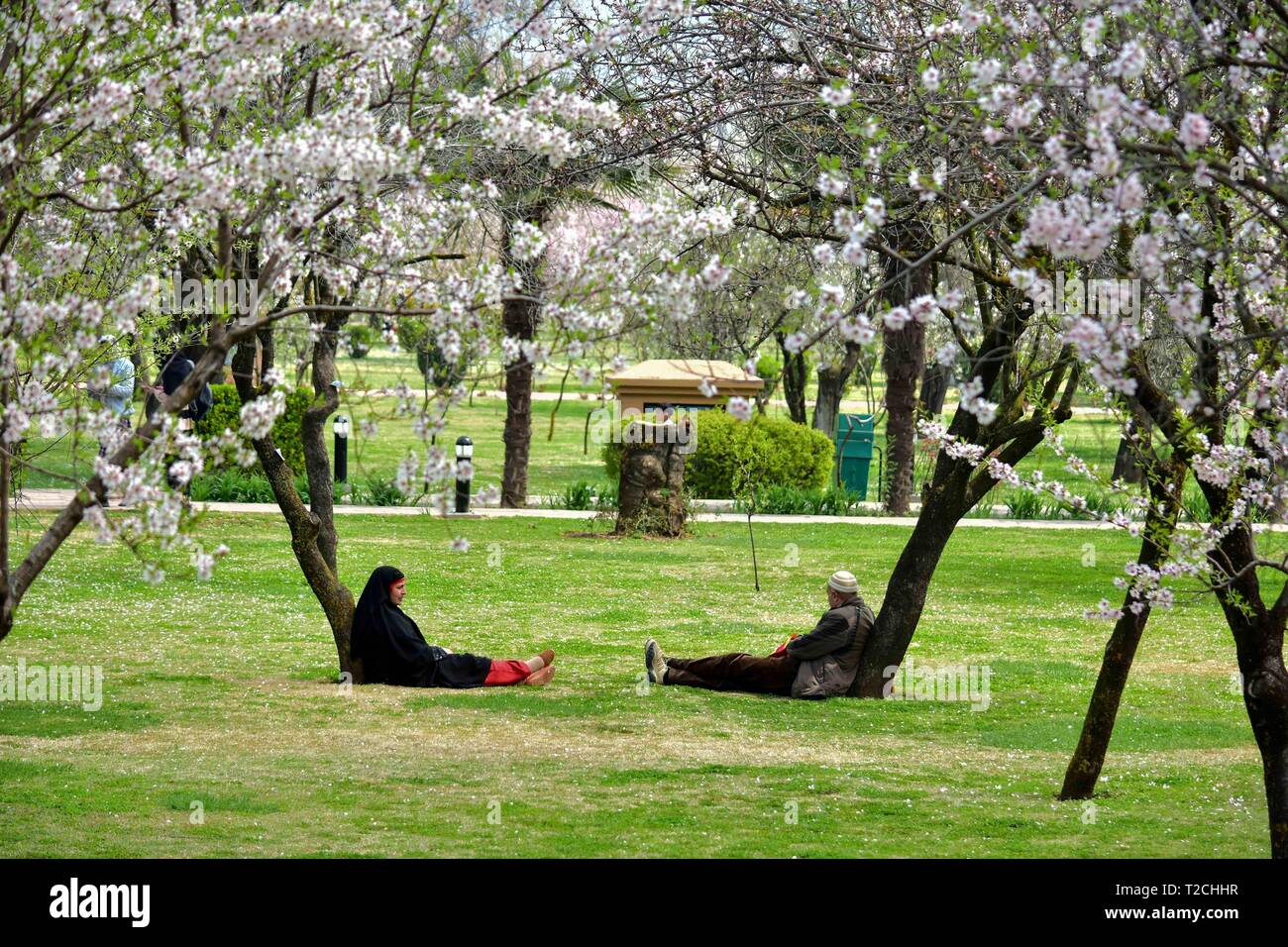 Srinagar, India. 31st Mar, 2019. Residents relax among the blossoming trees at the Badam Vaer (Almond garden) on a spring day. Spring has arrived in Kashmir valley, which marks a thawing of the lean season for tourism in the Himalayan region. Credit: Saqib Majeed/SOPA Images/ZUMA Wire/Alamy Live News Stock Photo