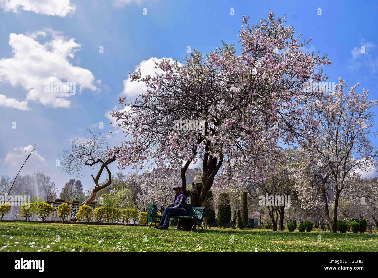 March 31, 2019 - Srinagar, J&K, India - A man is seen relaxing at the Badam Vaer ( Almond garden) on a spring day in Srinagar. Spring has arrived in Kashmir valley, which marks a thawing of the lean season for tourism in the Himalayan region. Credit: Saqib Majeed/SOPA Images/ZUMA Wire/Alamy Live News Stock Photo