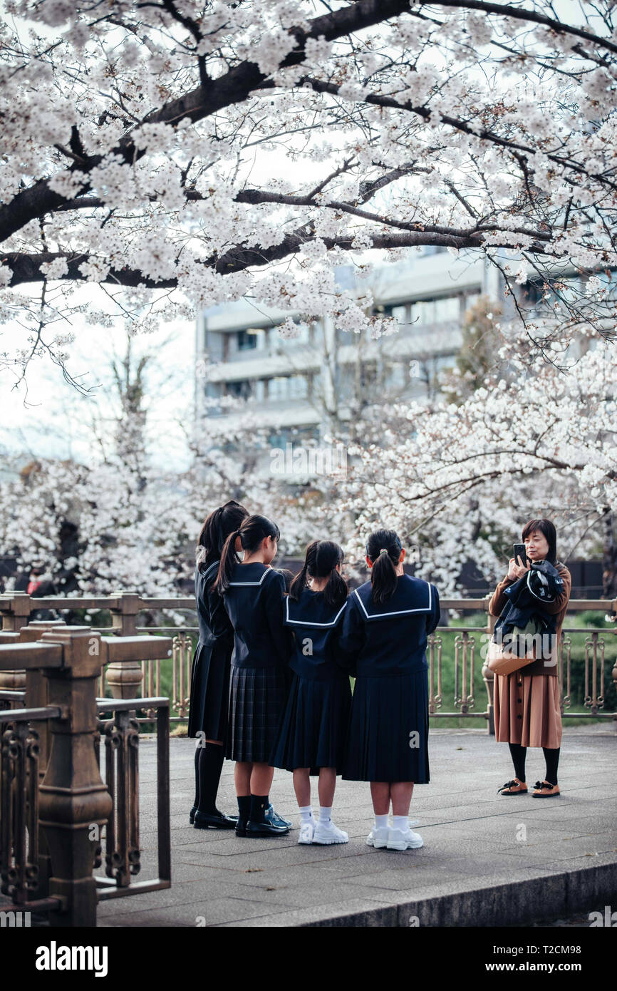 Students seen taking photos next to cherry blossoms at yamazaki