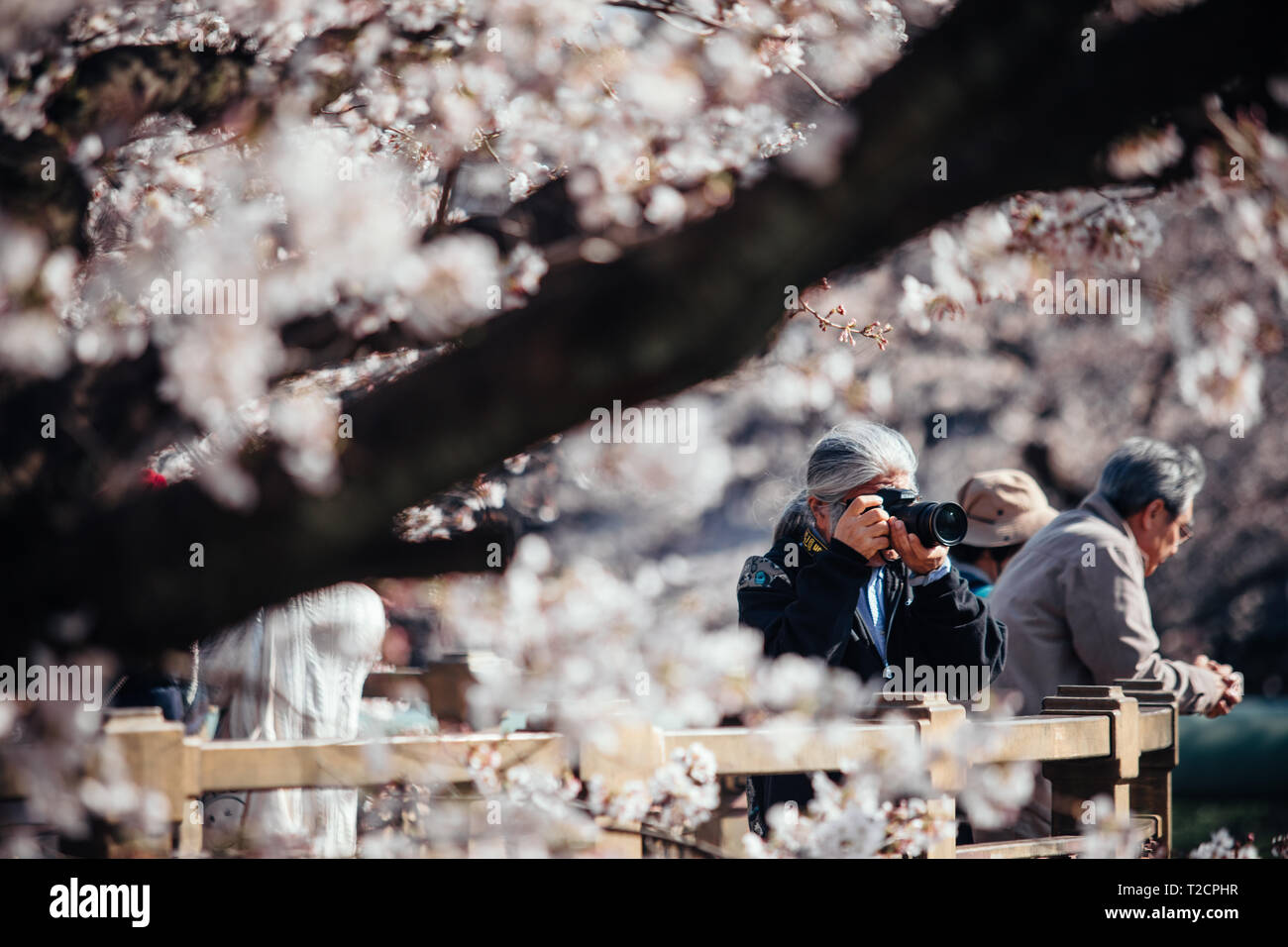 A man seen talking photos of cherry blossoms at yamazaki river, nagoya ...