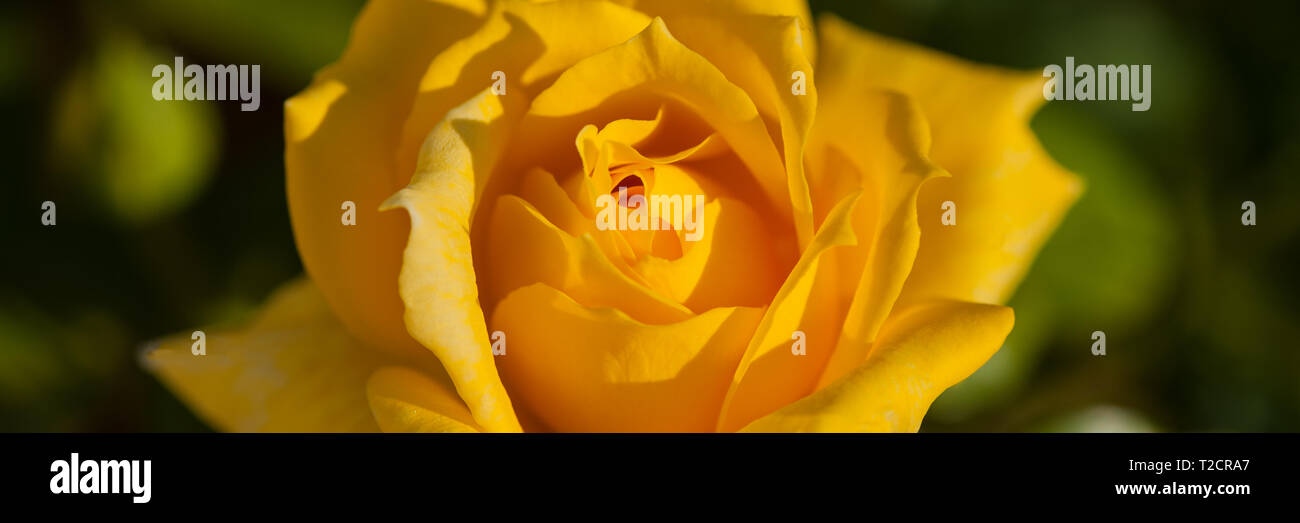 Yellow Rose Flower In The Morning In The Garden Close Up Summer