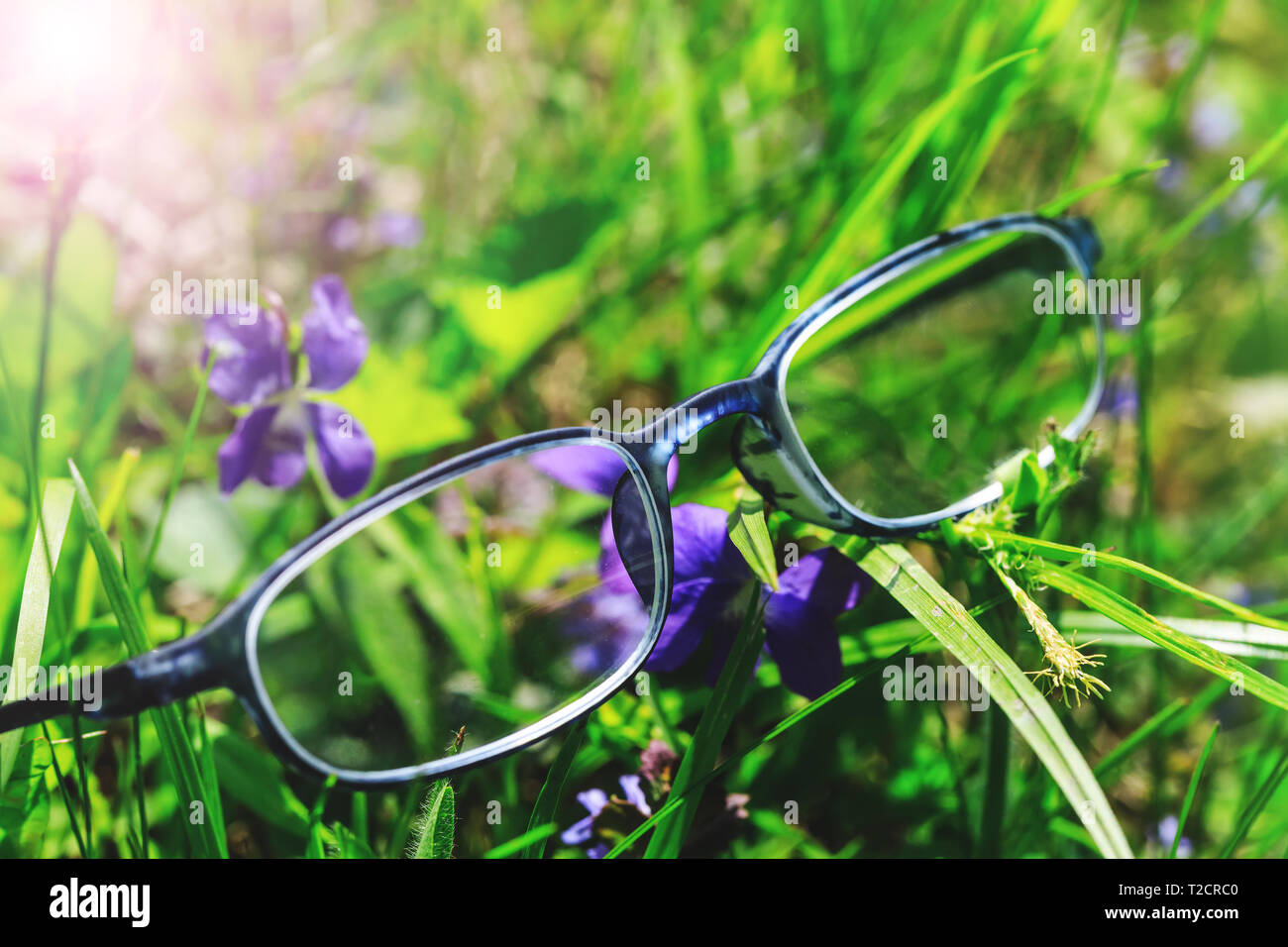 Fancy optometry glasses in green grass and violet flowers. Conceptual picture for poor vision or myopia treatment. Hipster glasses in front of flower. Stock Photo