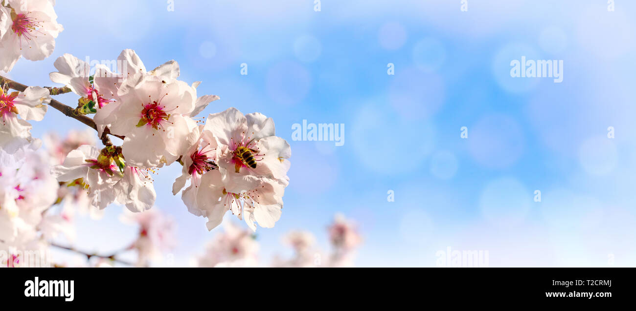 Almond, Flower, Plant, Season, Springtime Stock Photo