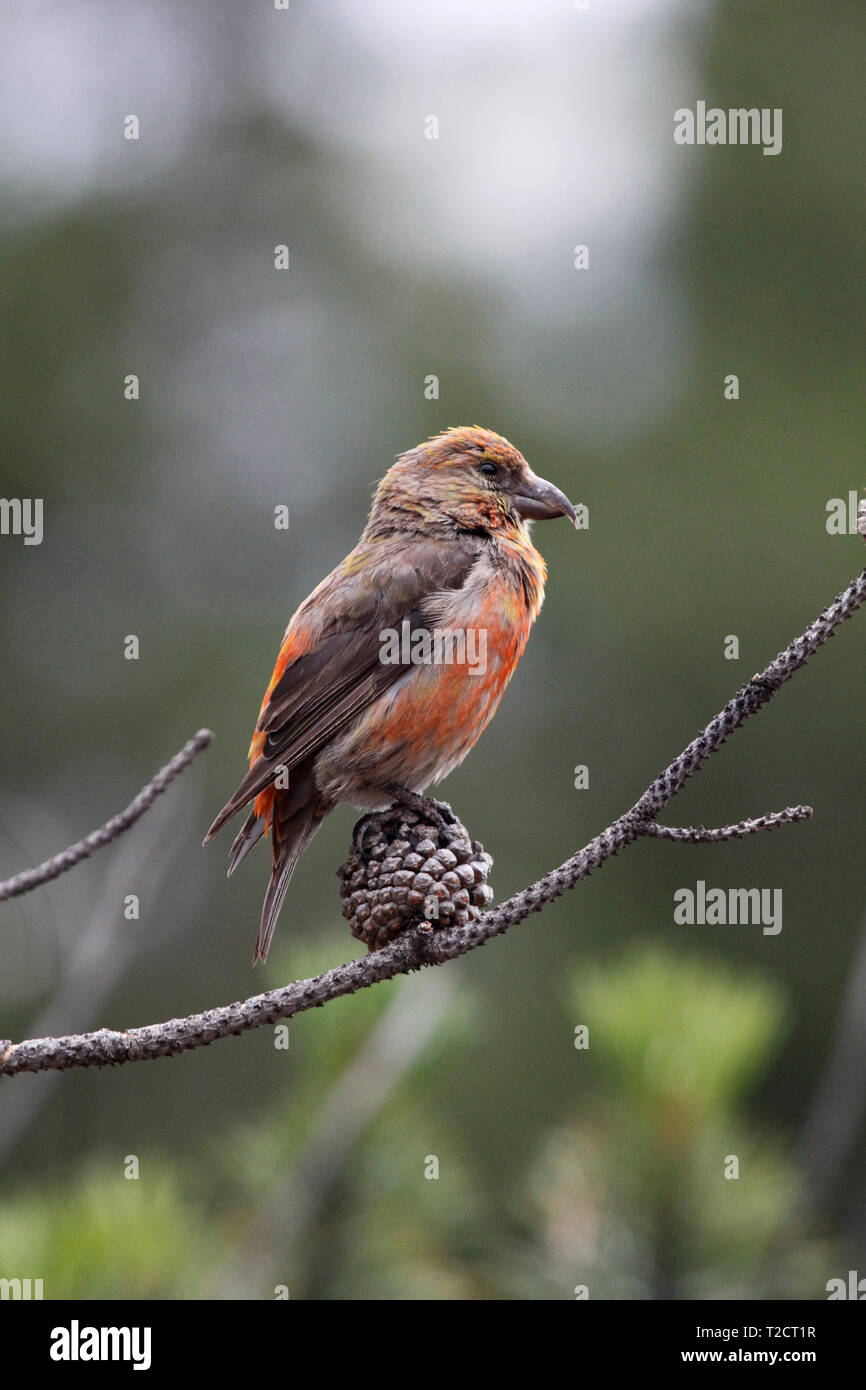 Crossbill Loxia leucoptera Kittila Two-barred crossbill or white-winged crossbill, perched in pine tree cone, USA Stock Photo