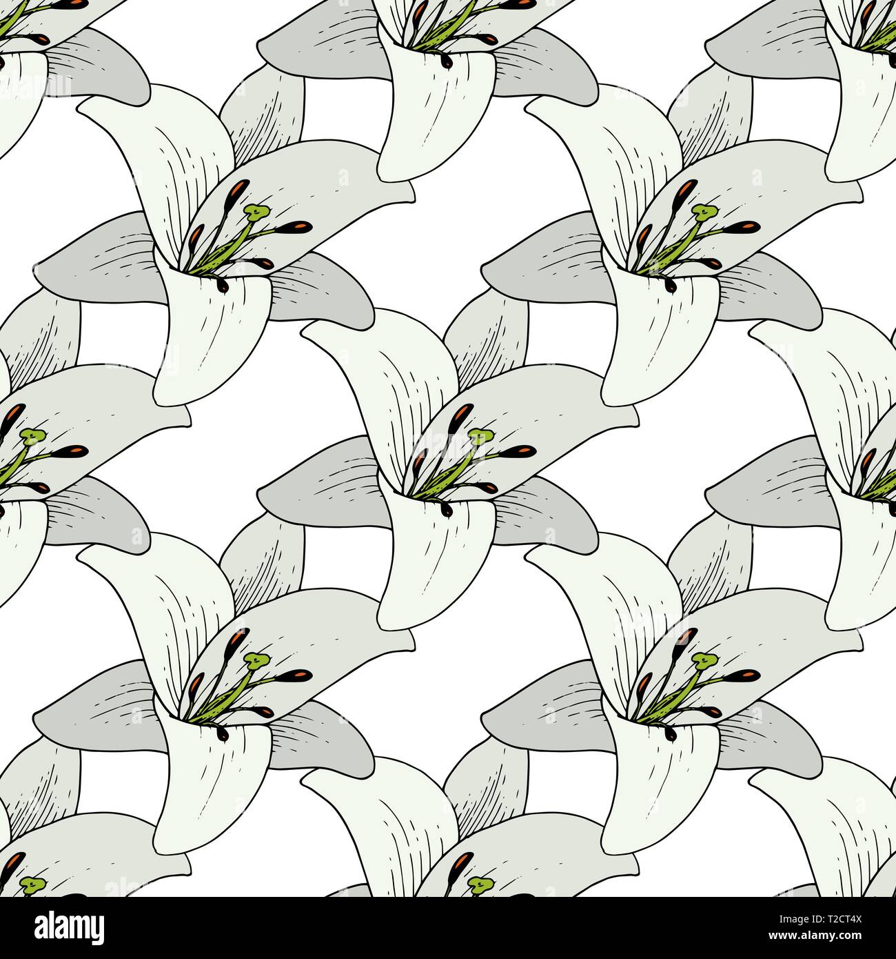 Vector Lily Floral botanical flower. Black and white engraved ink art ...