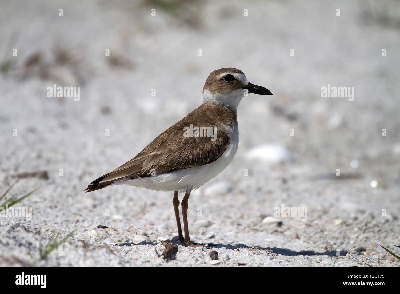 Greater Sand Plover, Charadrius leschenaultii, standing on beach, USA Stock Photo