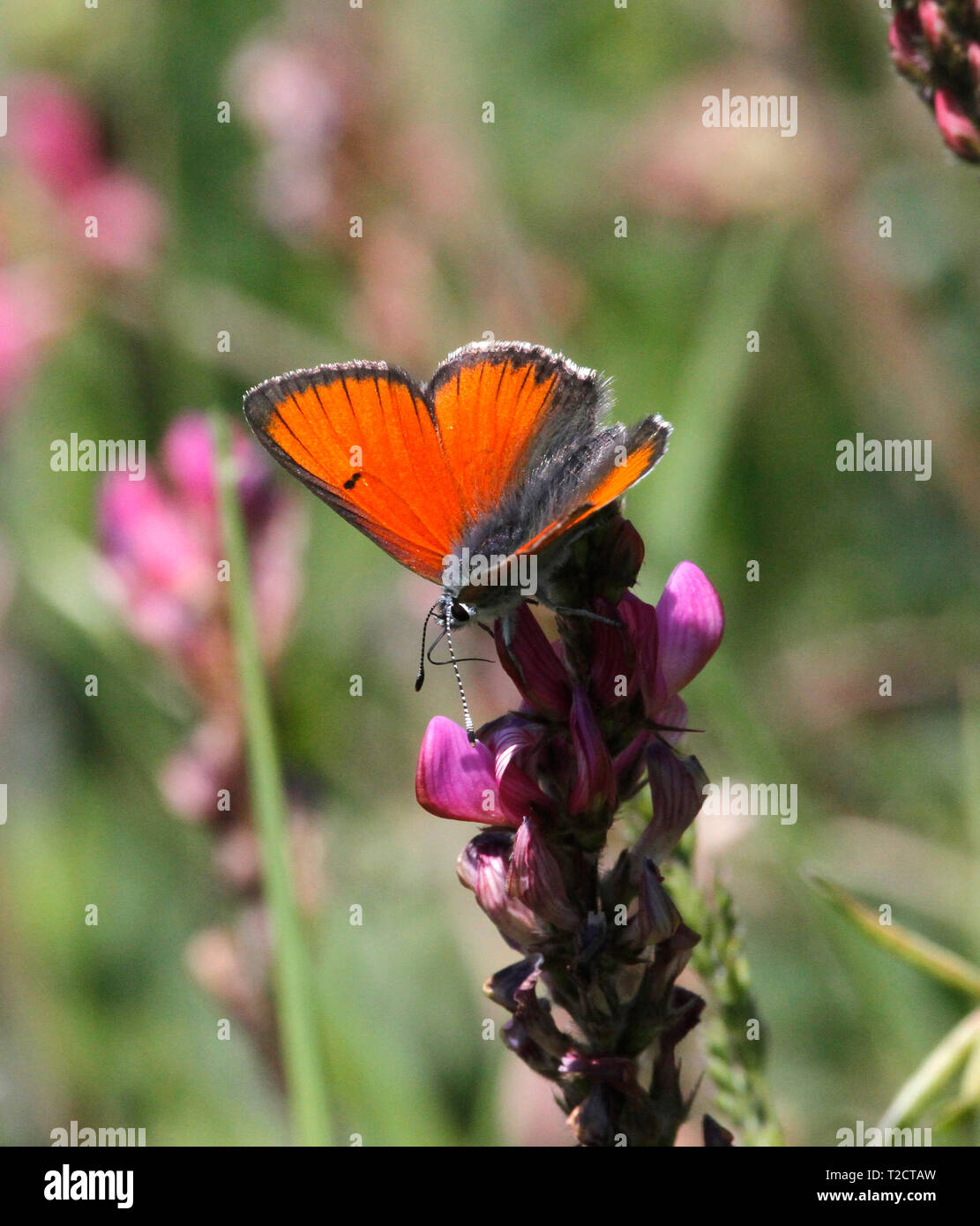 Large copper Butterfly, Lycaena dispar, feeding on flower in meadow, UK Stock Photo