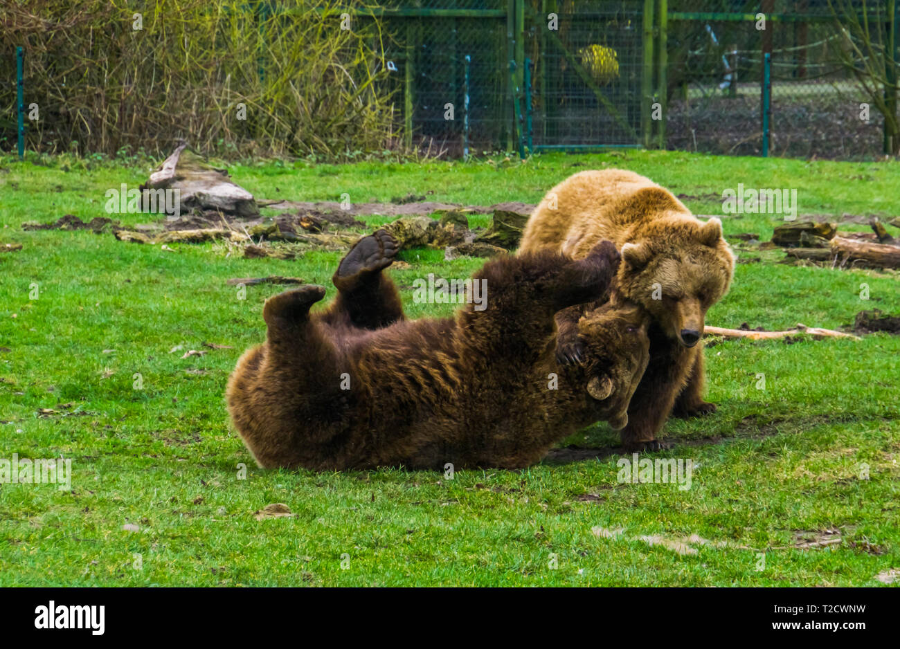 two brown bears romping with each other, playful animal behavior, common animals in Eurasia Stock Photo