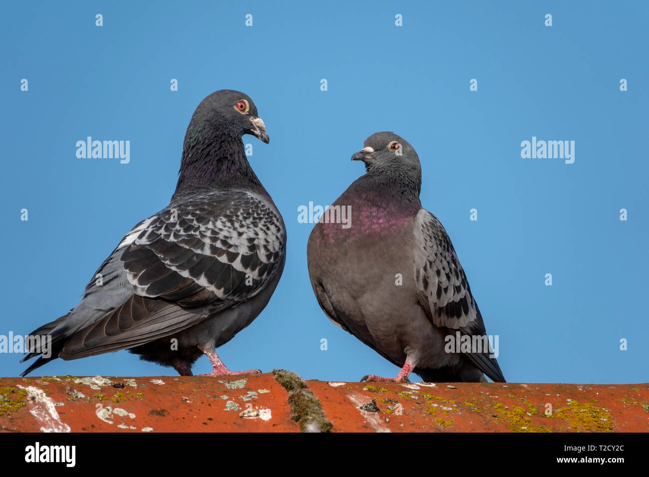 Two rock pigeons facing each other on a roof ridge Stock Photo