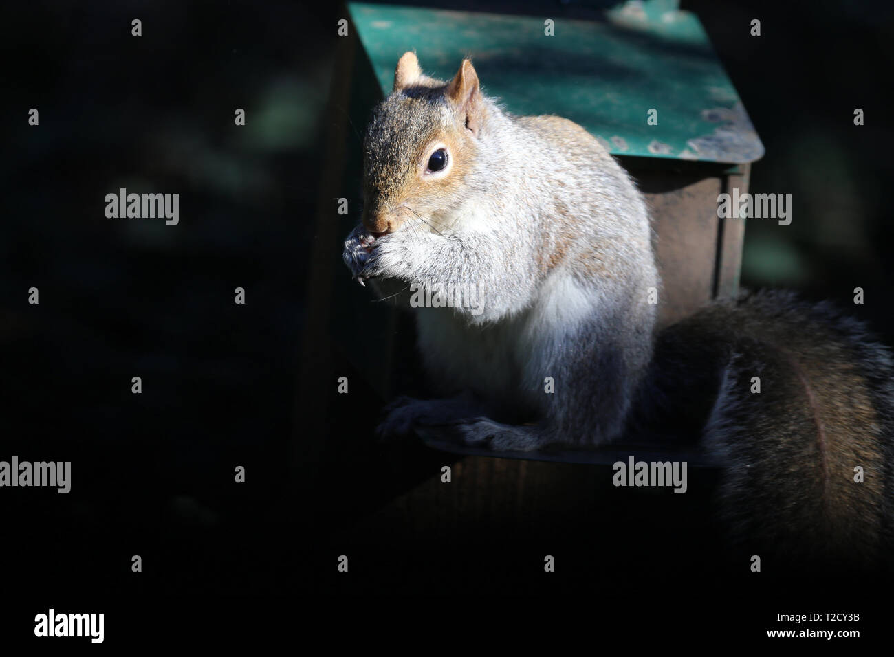 Portrait of a Grey Squirrel Nibbling a Nut Stock Photo