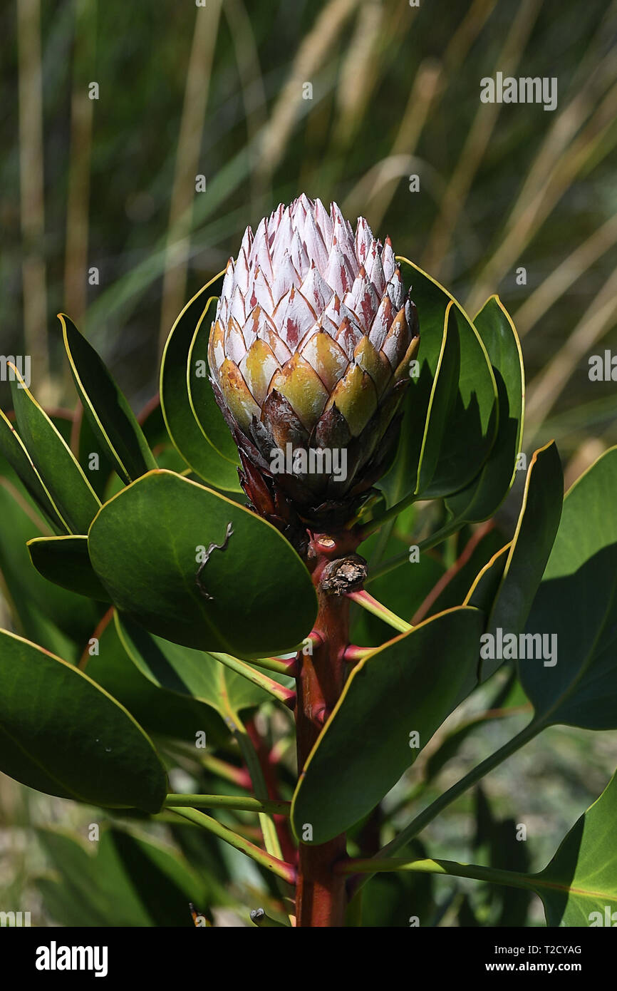 Beautifiul flower found in Kirstenbosch National Botanical Garden Stock Photo