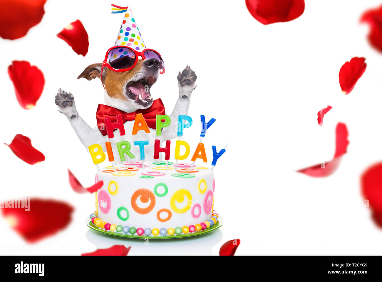 Jack Russell Dog As A Surprise Singing Birthday Song Like Karaoke With Microphone Behind Funny Cake Wearing Red Tie And Party Hat Isolated O Stock Photo Alamy