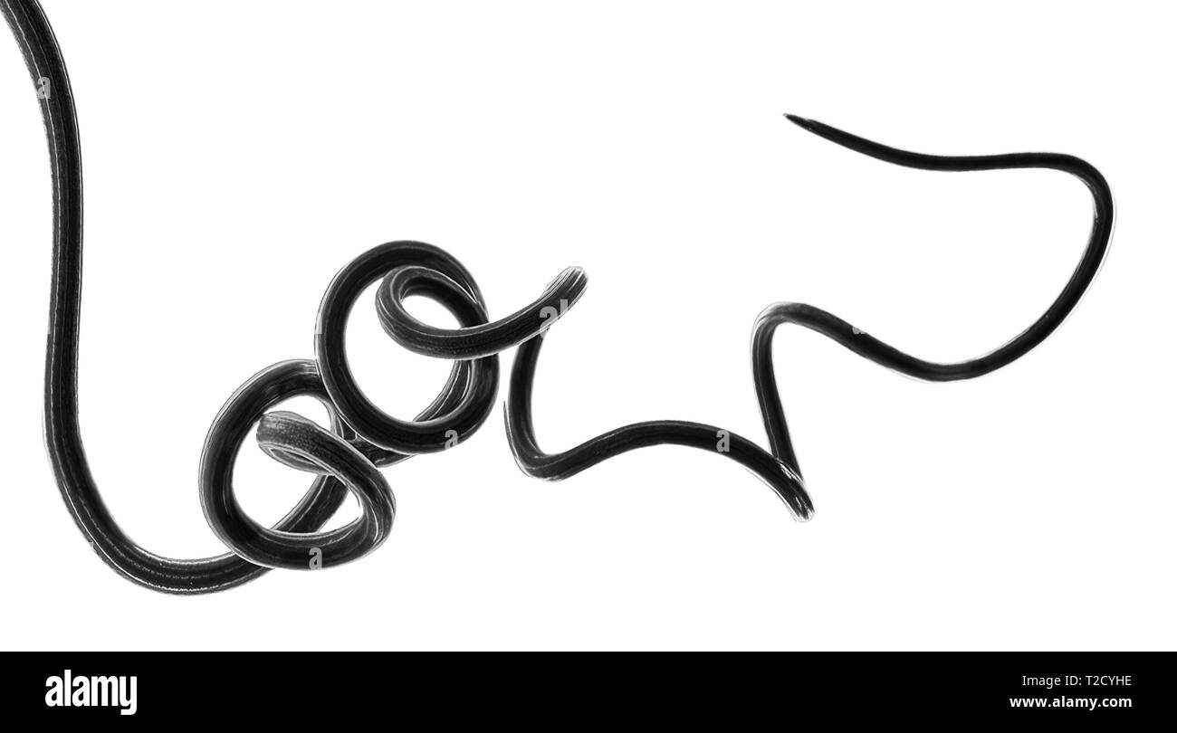 Coiled and twisted leaf of wild onion (Allium vineale Stock Photo Alamy