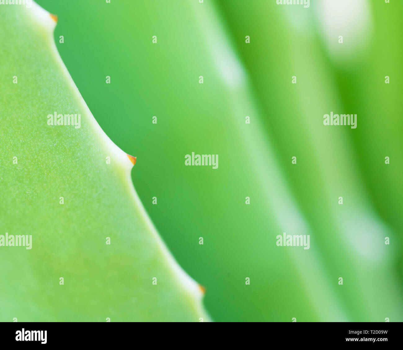 Close up look of fresh leaves of Aloe vera plant. Aloe Vera Background concept with copy space. Stock Photo