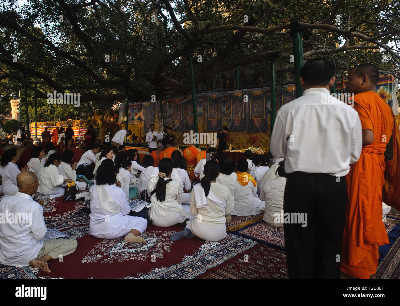 Vietnamese buddhist pilgrims under the Bodhi tree ( India) Stock Photo