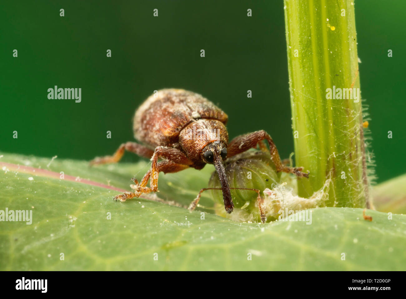 Extremely small (about 3mm) weevil beetle at 3-4X magnification on ...