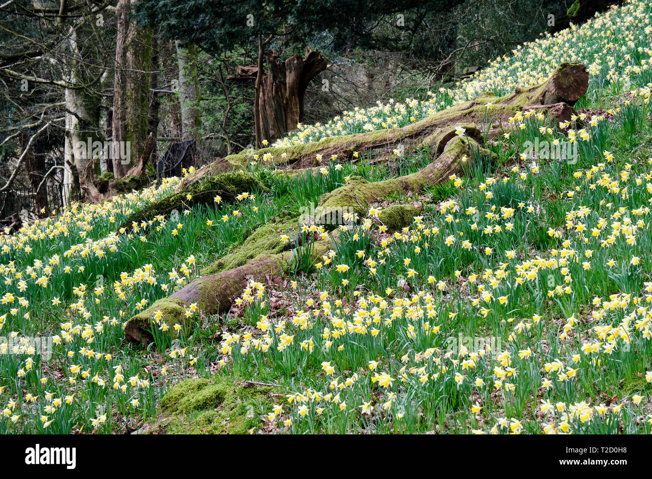 Daffodils in Dora's Field, Rydal, Lake District, Cumbria Stock Photo