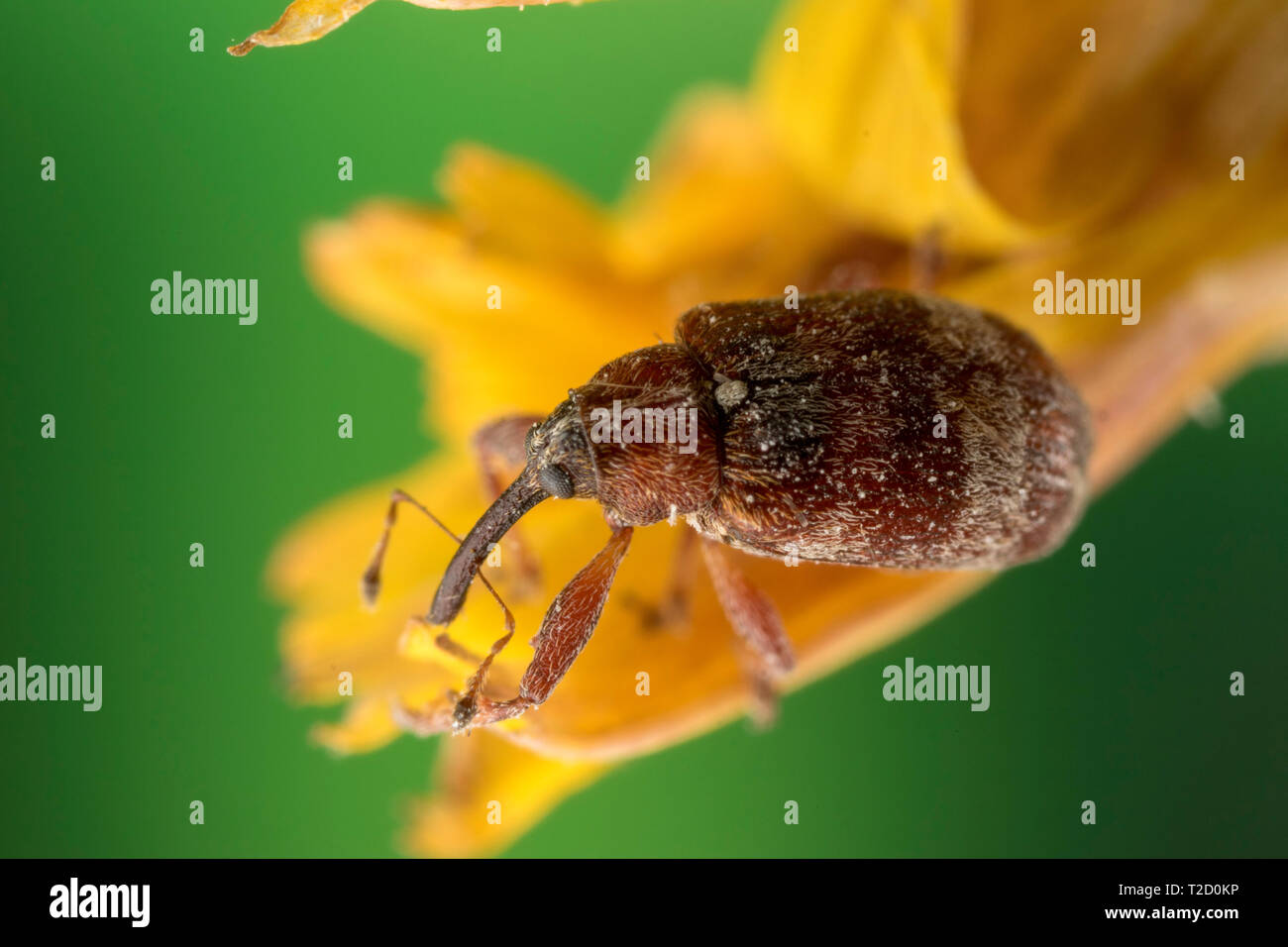Extremely small (about 3mm) weevil beetle at 3-4X magnification on ...