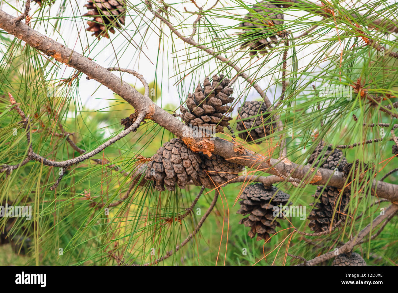 Pinecones on a pine tree. Summer 2018 Stock Photo