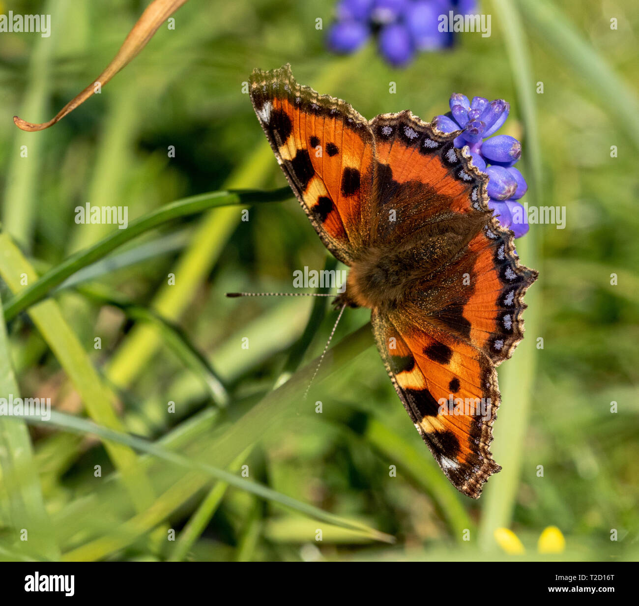 A small tortoiseshell butterfly feeding on nectar from a grape hyacinth flower. Stock Photo