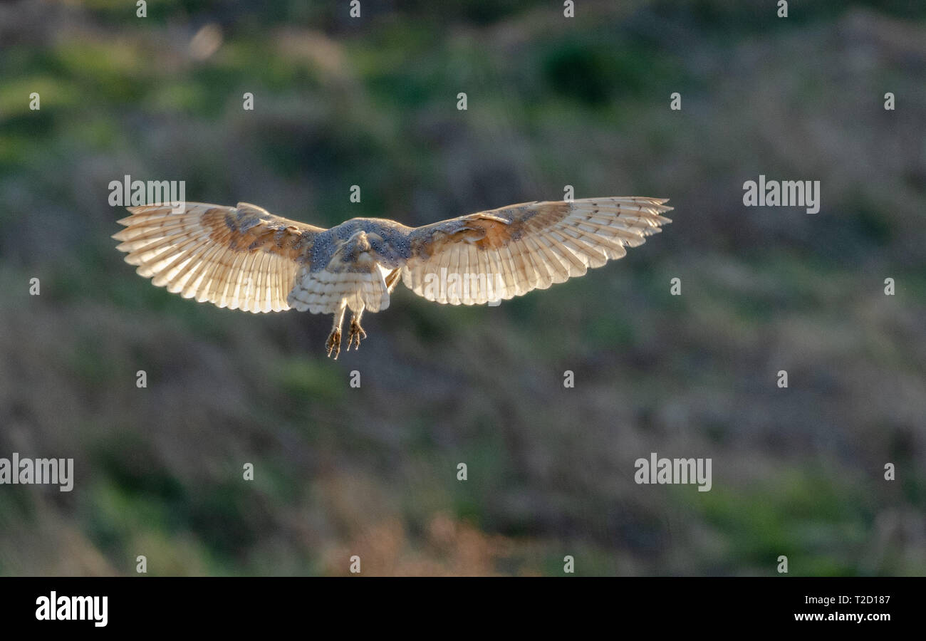 A female barn owl (UK) hovering while out hunting. The wings are outstretched showing the markings. Stock Photo